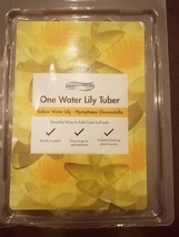 One Yellow Water Lily - Nymphaea Chromatella tuber - $40.47