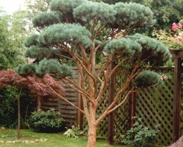Pinus Sylvestris (Scots Pine Austrian) 15 seeds - $1.43