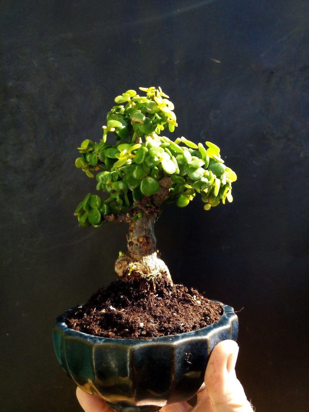 Micro Dwarf jade bonsai Portulacaria afra 12 year old