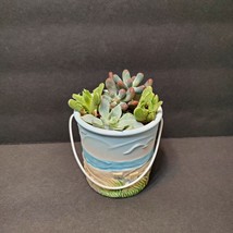 Succulent Arrangement in Upcycled Planter, Yankee Candle Holder, Beach decor image 4