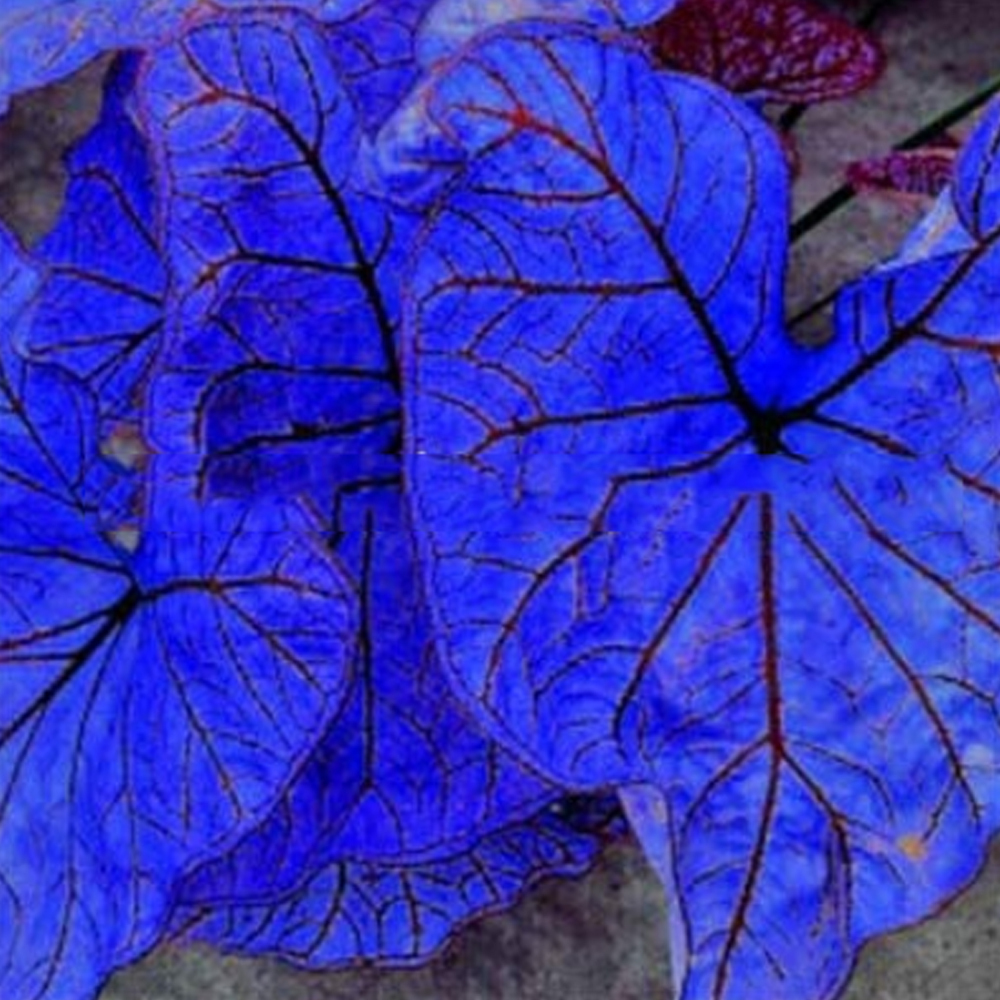 Blue Caladium Dwarf Elephant Ear Ornamental Plant Seeds, 200 PCS Seeds ...