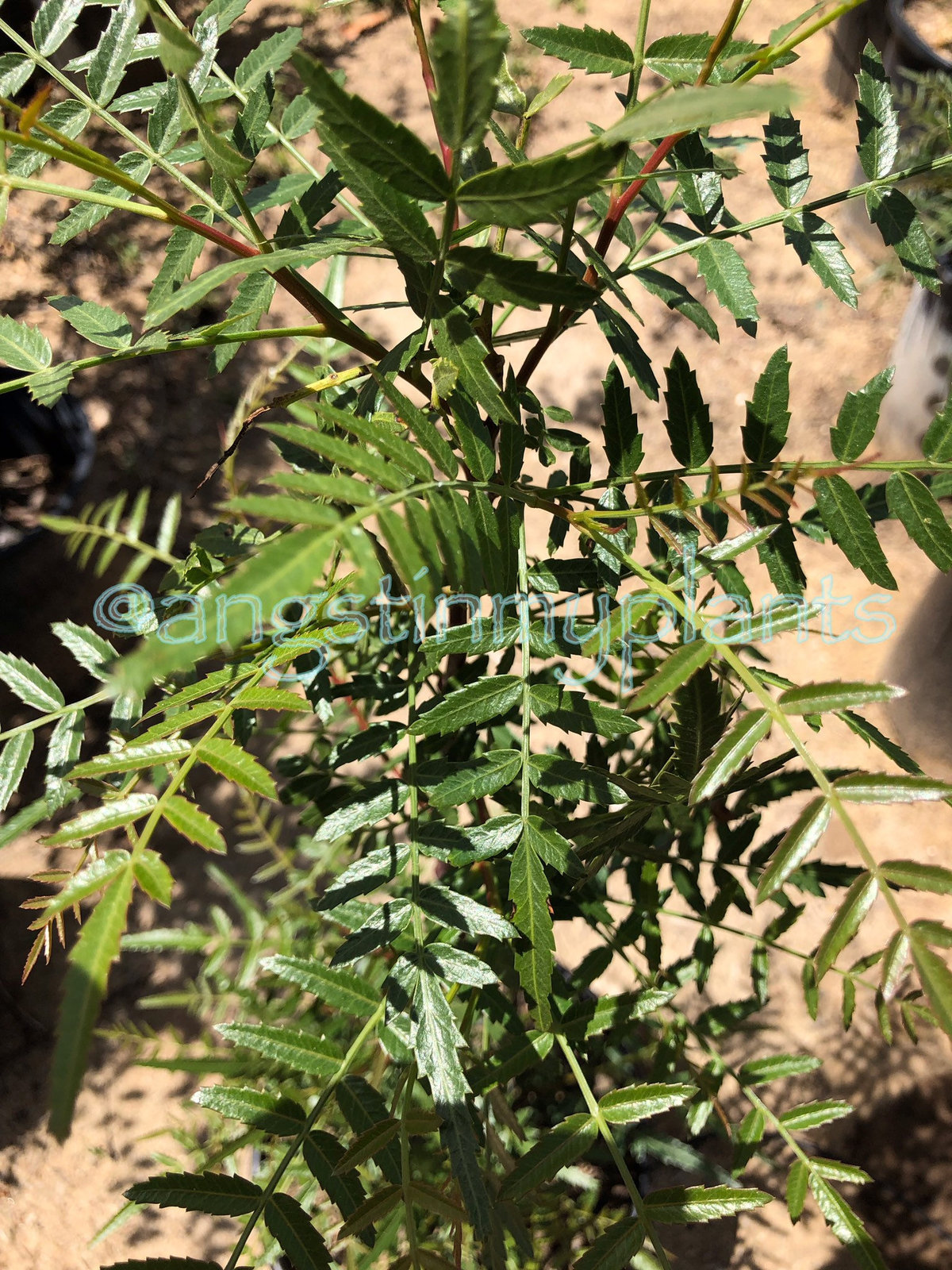 California Pepper Tree - 5 Gallon size (TR) - Shade