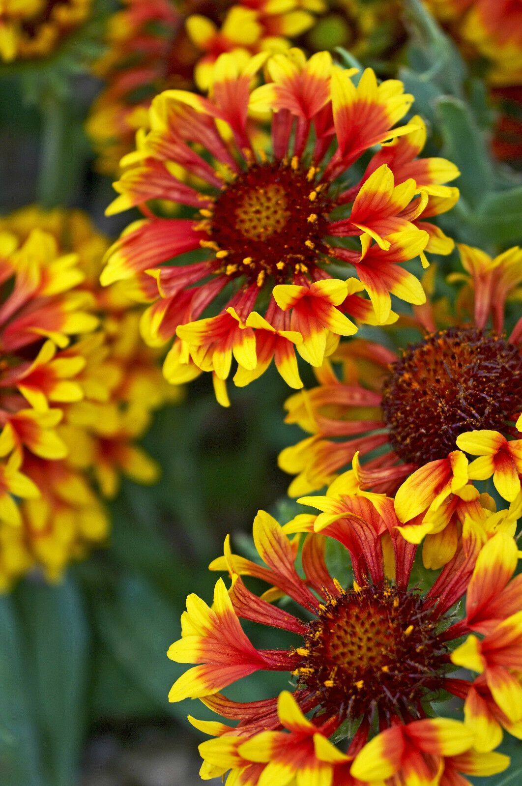 GAILLARDIA FULL DOUBLE MIXED, 102 SEEDS, LARGE FLOWERS, GAILARIDIA