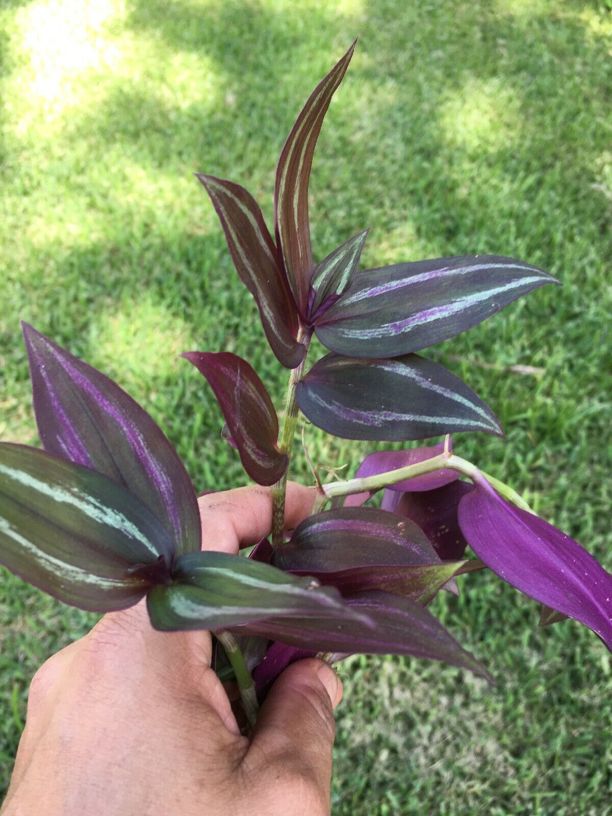 Wandering Jew Copper "Red Gem" Tradescantia Zebrina - 3 ...