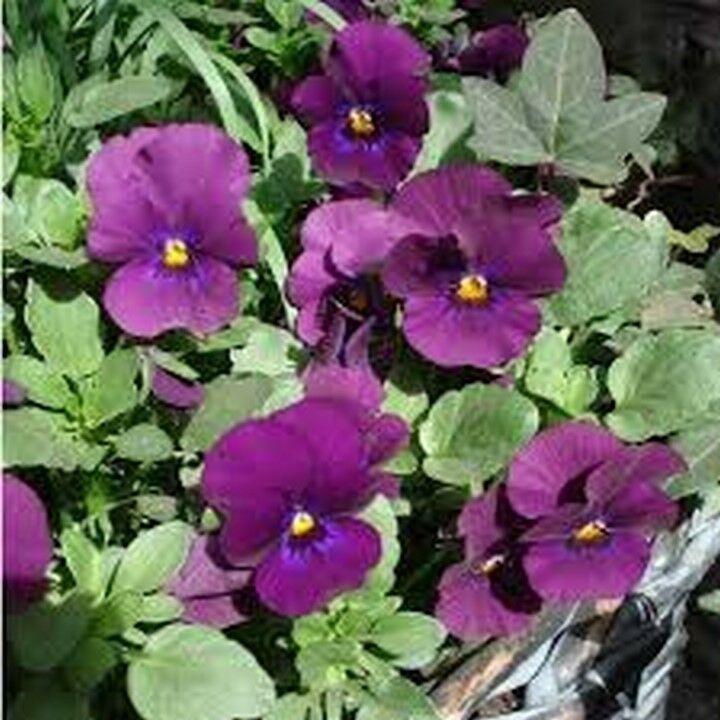 50 Pcs Admiration Viola Flower Seeds MNSS Seeds & Bulbs