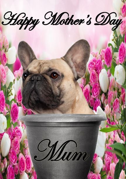 French Bulldog pot A5 Mother's Day Greeting Card Mother mom Codepp ...