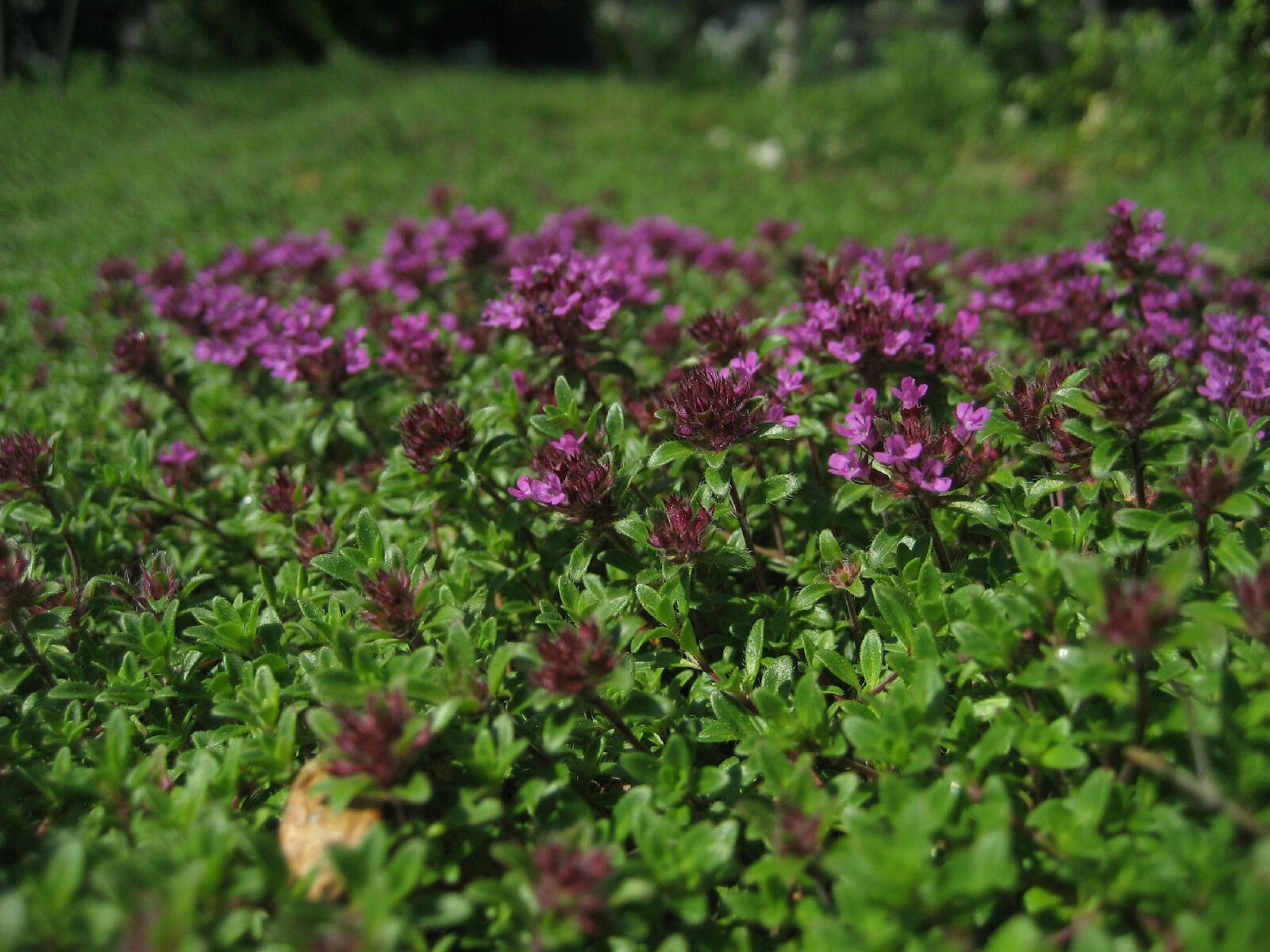 thyme, CREEPING THYME, WALK ON ME, 880 SEEDS! GroCo* BUY US USA