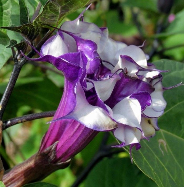 Double Purple Devil�s Trumpet Seed Datura Flower Garden