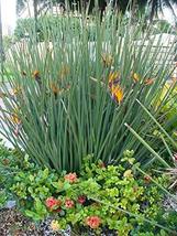 3 Seeds, Crane Flower Bird of Paradise Evergreen Perennial - $49.50