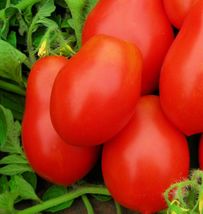 2000 Seeds Roma VF Tomato  NON-GMO Heirloom Fresh Vegetable Seeds - $28.00