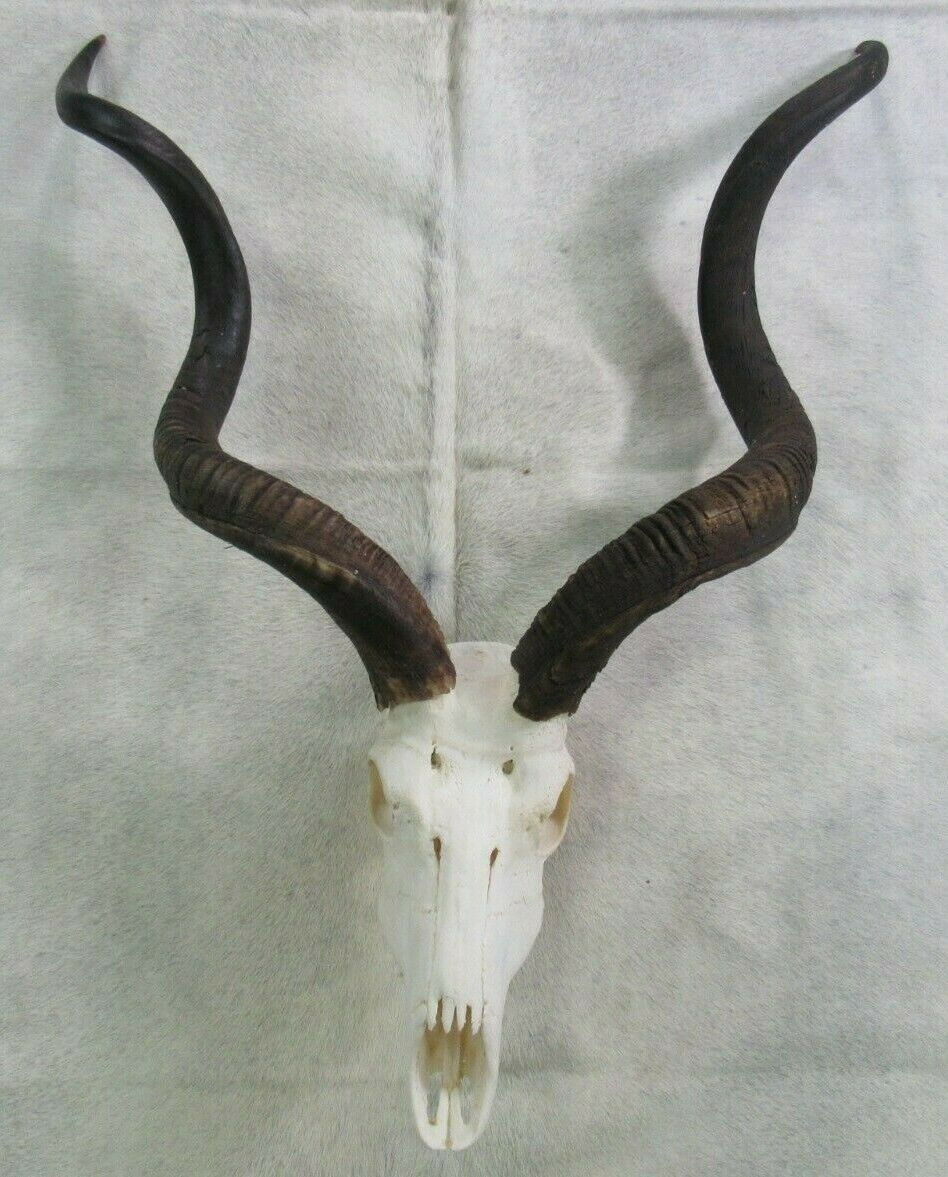 African Antelope Real Animal Skull on Acrylic Stand African Antelope Horns 