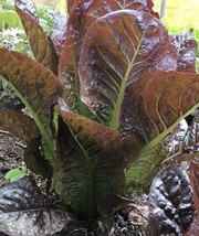 Super Red Romaine Lettuce Seeds | Heirloom | Organic | Rare | Vegetable - $2.49+