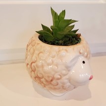 Sheep Planter Pot with Succulent, Star Cactus, Haworthia Retusa, Animal Planter image 5