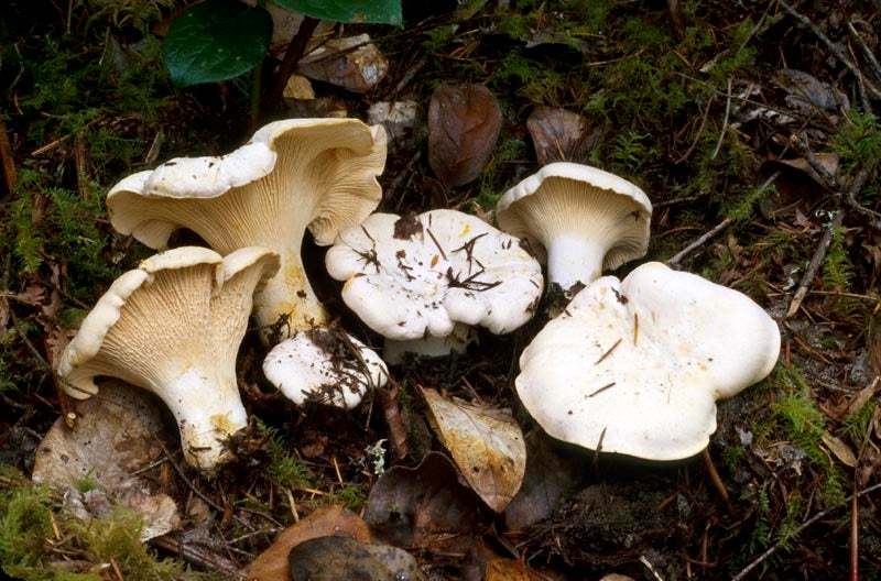 15 g Fresh WHITE CHANTERELLE Mycelium Cantharellus subalbidus Buy
