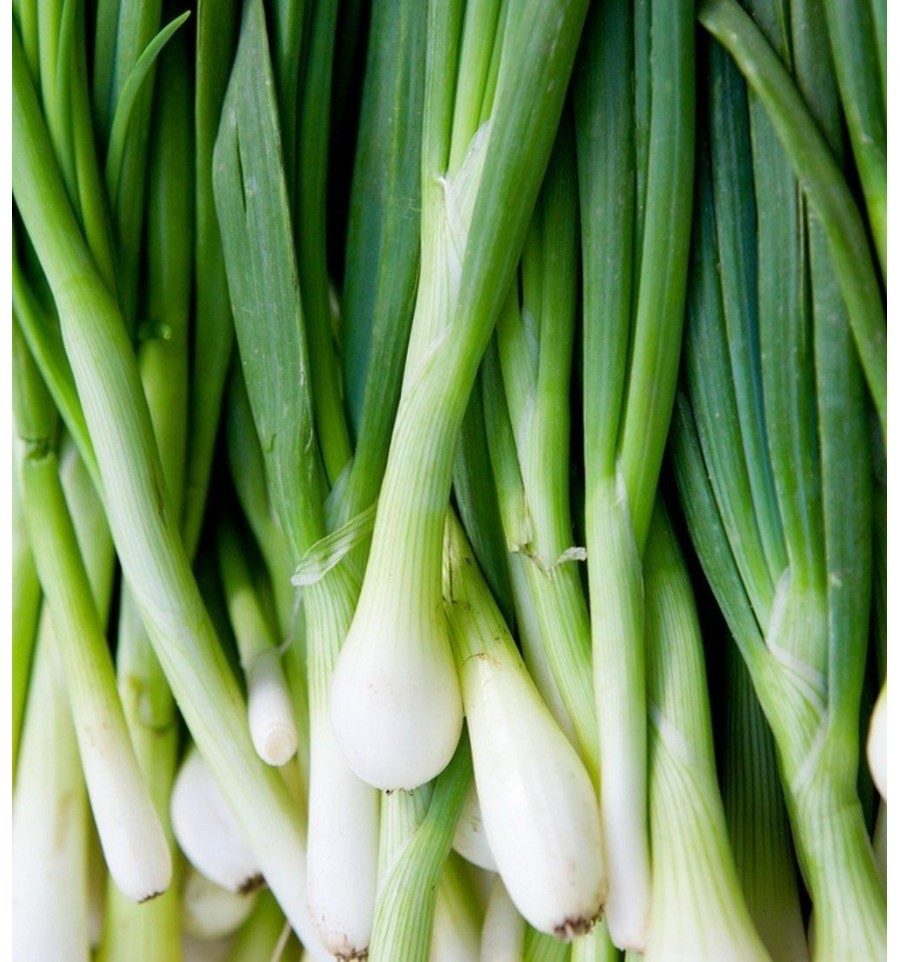 Primary image for Non-GMO Evergreen Bunching Onion - 150 Seeds