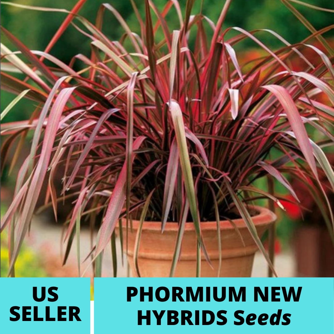 10Pcs Phormium New Hybrids Ornamental Grass Seeds New Zealand Flax Seed - $18.75