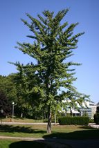 Ginkgo Tree (maidenhair tree-ginkobiloba) image 8
