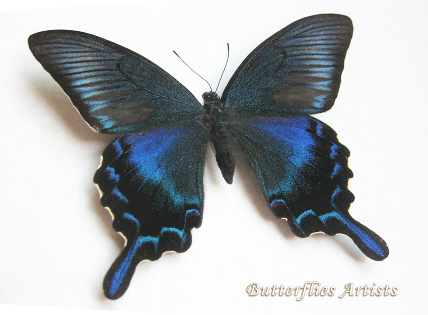 RARE Papilio Dehaanii Japanese Peacock Real Butterfly Entomology ...