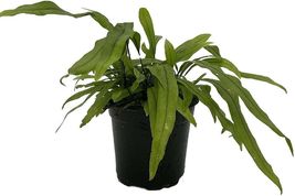 Diversifolium Fern Microsorium Kangaroo Paw Easy To Grow House Plant 4&quot; Pot - $53.99