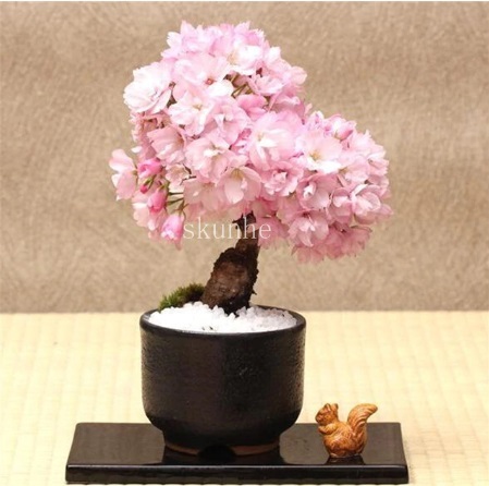 20PCS Cherry Bonsai Bonsai Tree Japanese New Blossoms Sakura seeds Flower Seeds