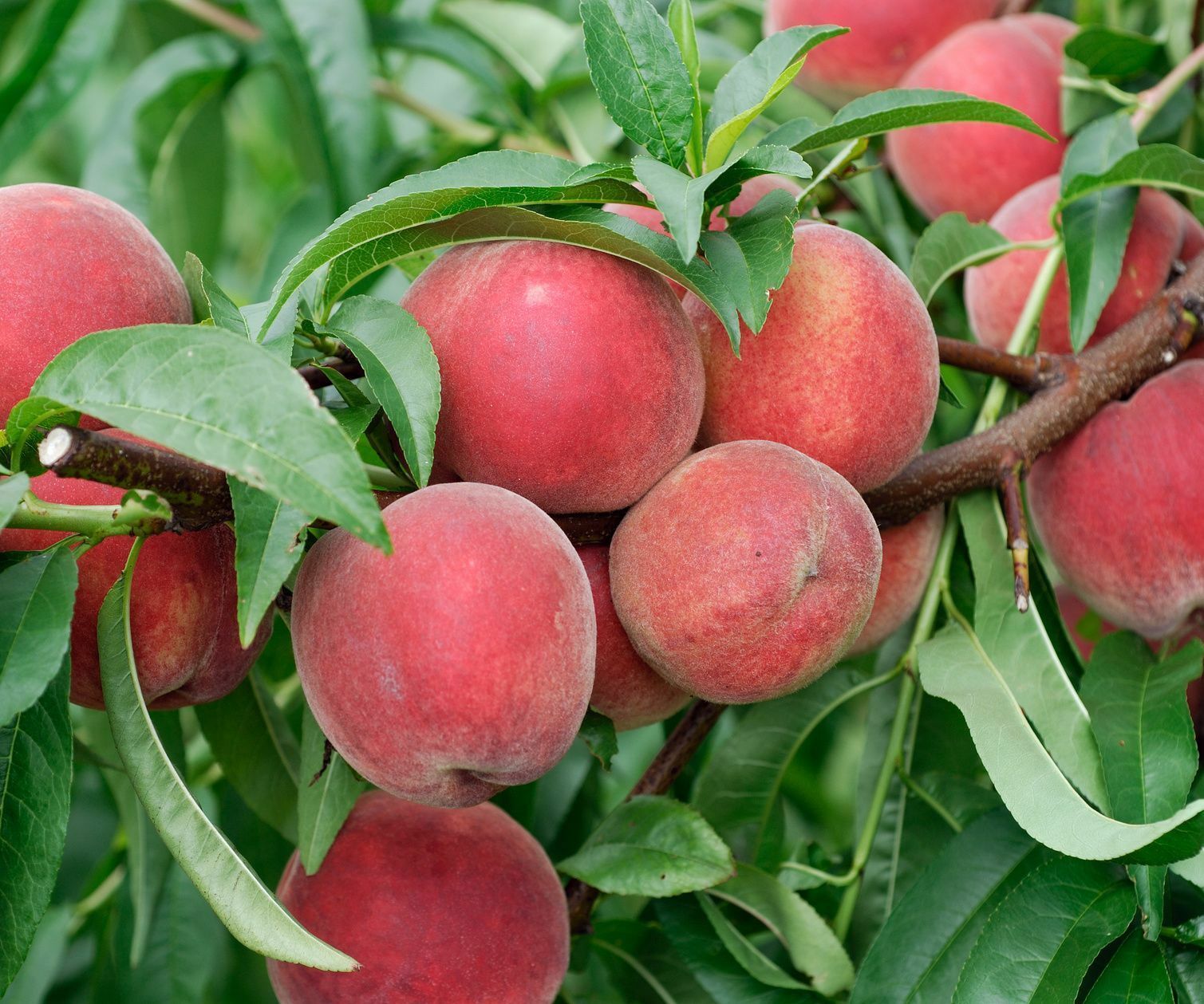 1 Plant Red Haven Peach Tree Hardy Established 1 Gallon Pot FREESHIP ...
