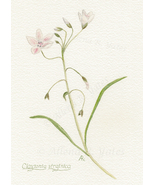 &quot;Spring Beauty,&quot; an A. Rose Designs (tm) note card - $5.95+
