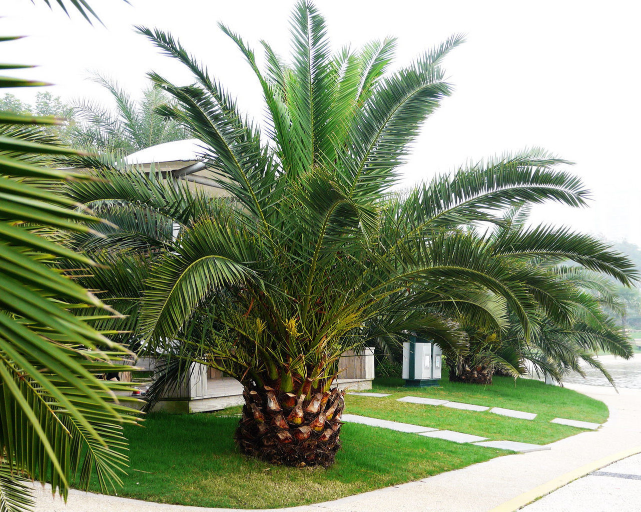 Pineapple Palm 5 seeds Phoenix canariensis Ornamental tree / bonsai