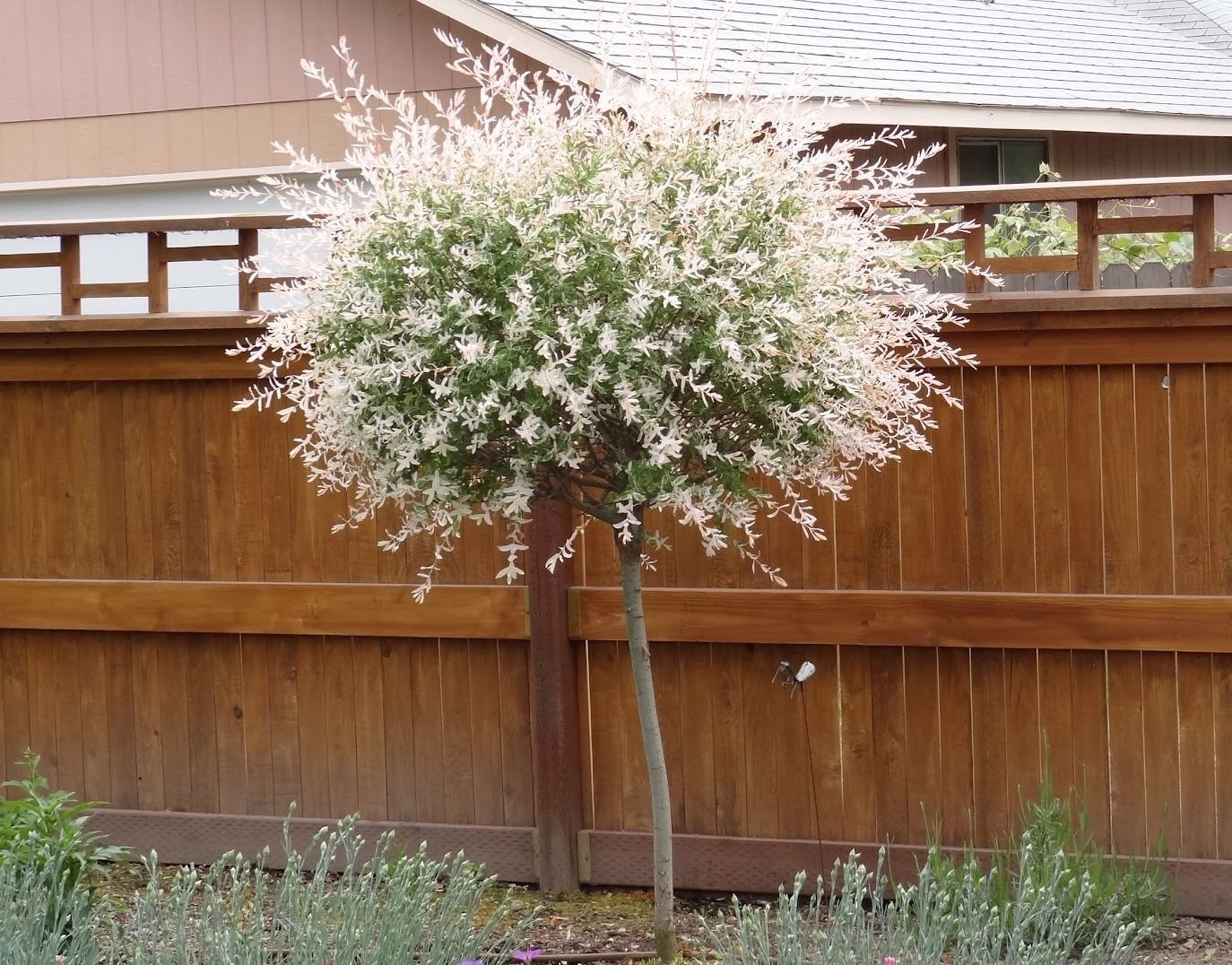 1 Japanese Dappled Nishiki Willow Tree Plant in height in a 3