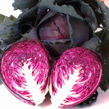 SHIP FROM US ORGANIC RED ACRE CABBAGE SEEDS ~ 2 OZ SEEDS - HEIRLOOM, TM11 - $51.92