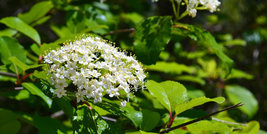 Blackhaw Viburnum (Viburnum prunifolium) image 1