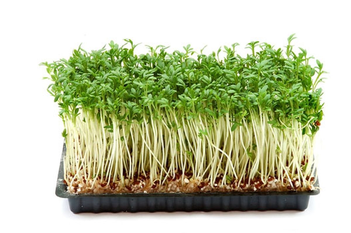 garden-cress-seeds-online-garden-cress-seeds