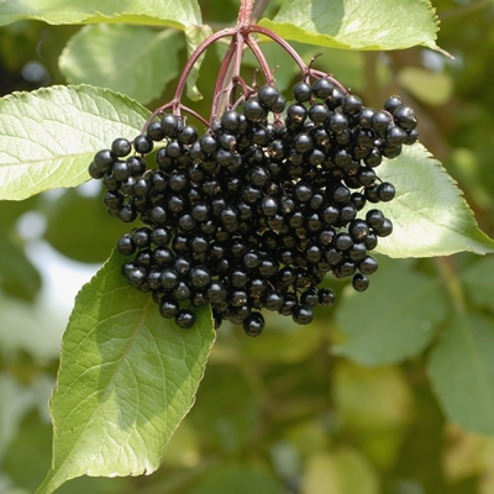 Elderberry (Sambucus canadensis) shrub qt. pot