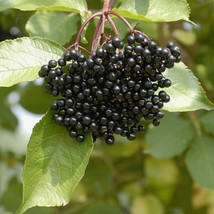Elderberry (Sambucus canadensis) shrub qt. pot image 1