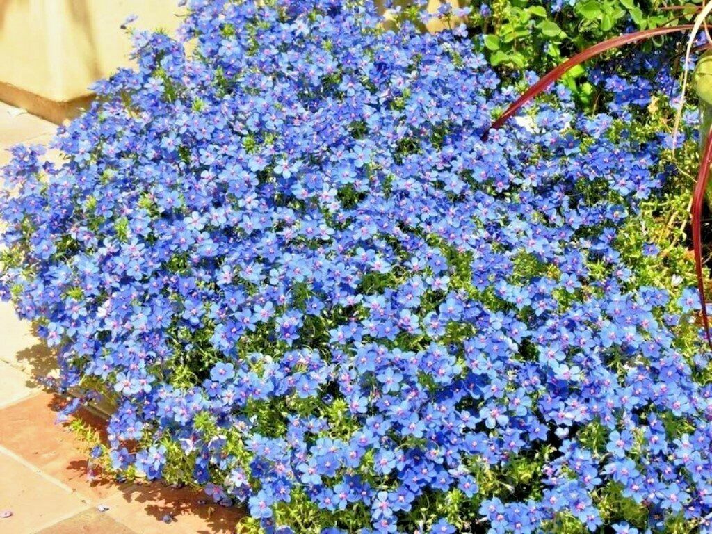 500+BLUE PIMPERNEL Flower Seeds Groundcover Baskets Rock Gardens ...