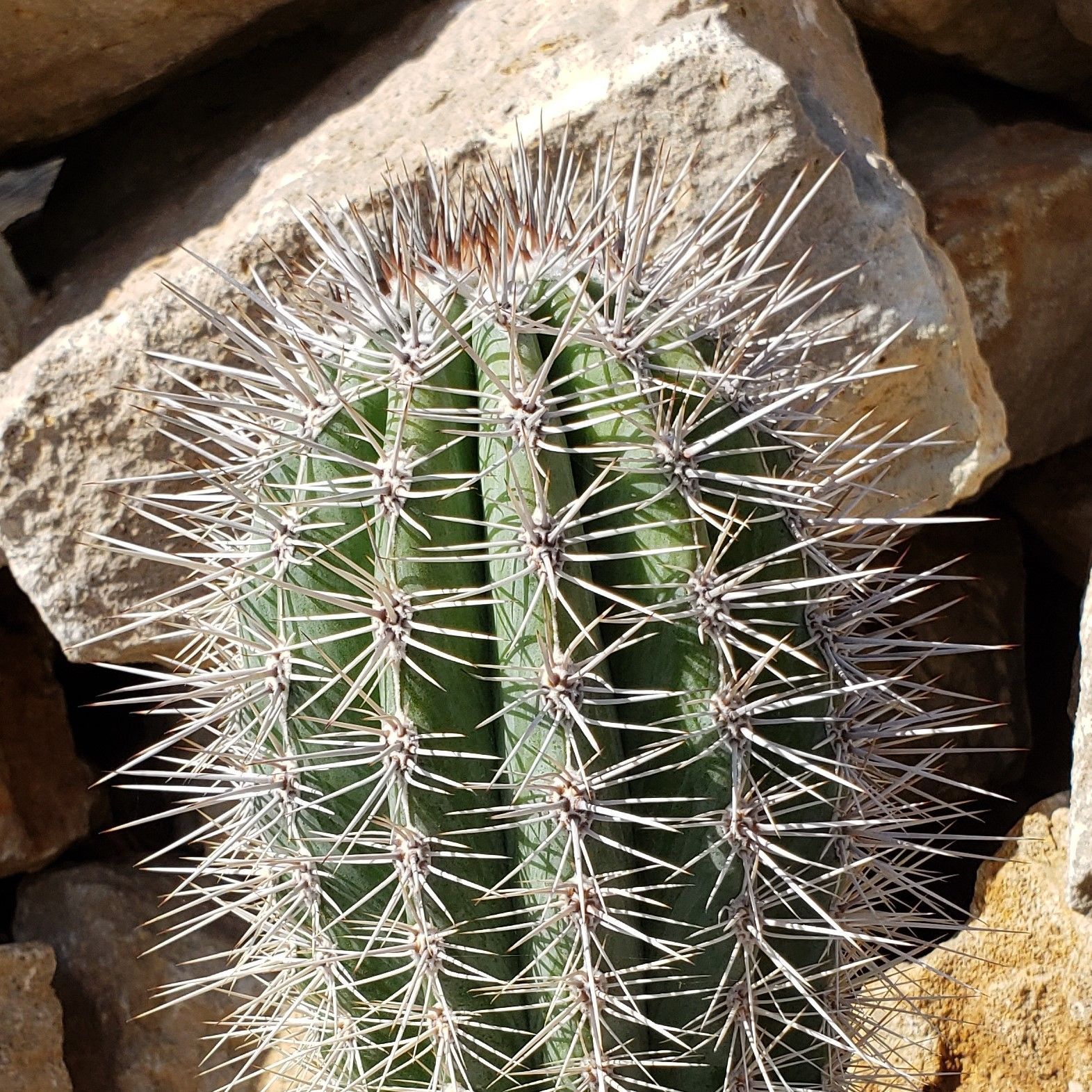 False saguaro Cordon Pachycereus pringleite Real Cactus Cacti Succulent ...