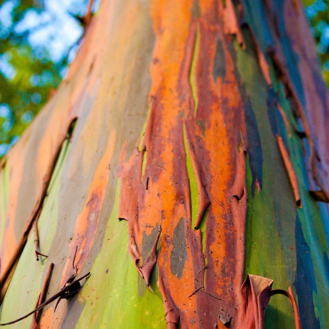 rainbow eucalyptus