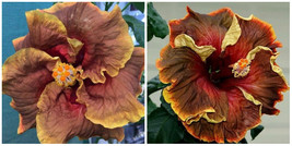 Voodoo Magic**Small Rooted Tropical Hibiscus Starter Plant*Ships Bare Root - $59.99
