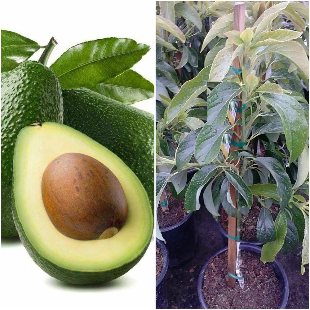 Zutano Avocado Grafted Tree - 3 Feet Tall - Gardening - Plants & Seedlings