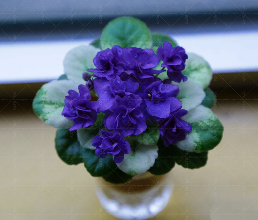 hot sale!! 10 Seeds Rare Mini Violet bonsai Seeds, african ...