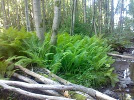 10 TN OSTRICH GLADE fern rhizome Matteuccia struthiopteris image 4