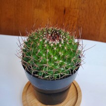 Live Cactus Plant - Mammillaria Mystax Globe Cactus, 3" Succulent Houseplant image 1