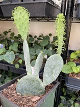 Opuntia Ellisiana Spineless Prickly Pear Rooted 2-qt Cold Hardy Zones 6-10 USA - $36.54