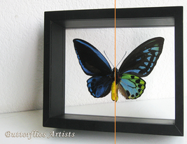 RARE Blue Birdwing Ornithoptera Urvillianus XL Butterfly Double Glass Display - $197.99