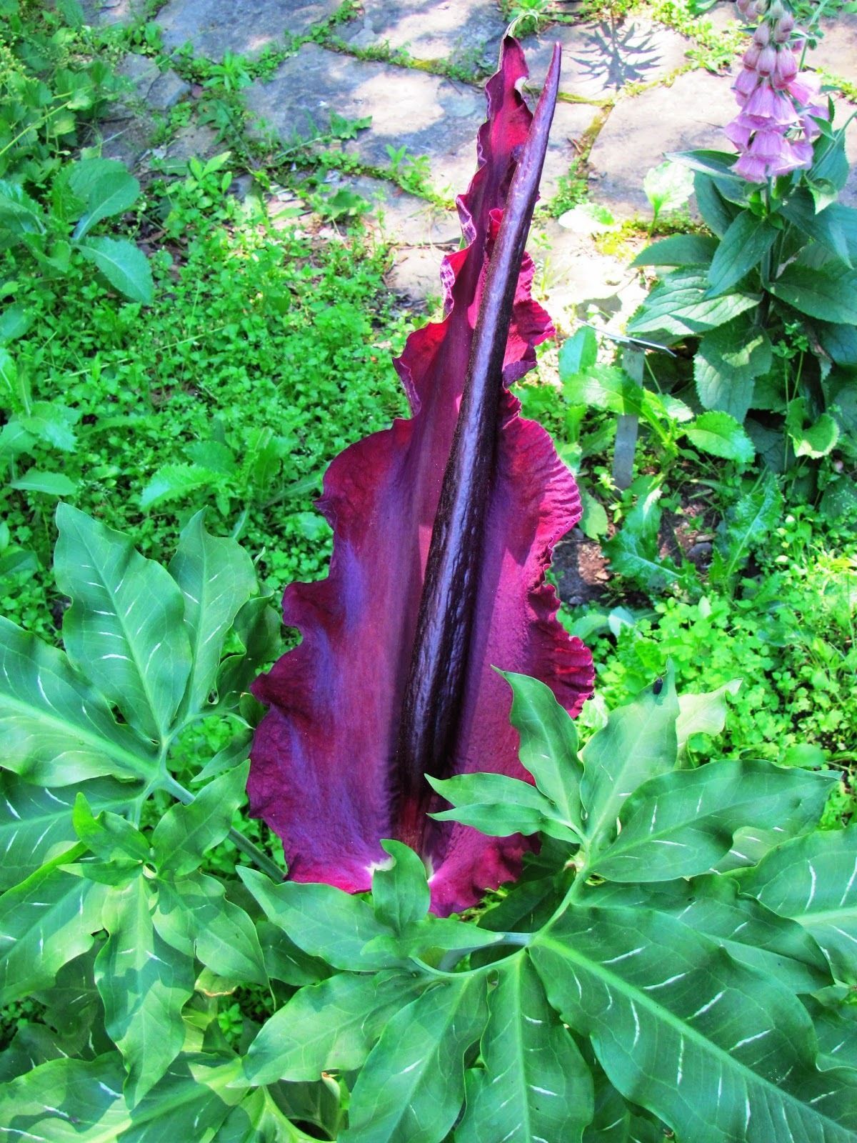 Rare Voodoo Lily Seeds Snake Lily Flower Seeds Tropical