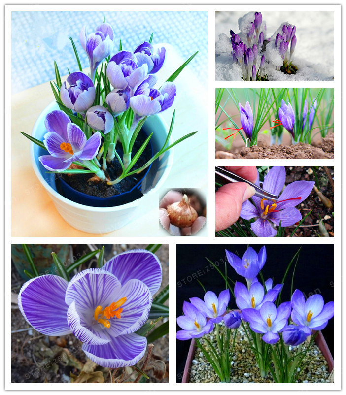 2 Bulbs True Crocus Saffron Bulbs Iran Saffron Flower Bulb Plant For Home Garden Perennial Seeds