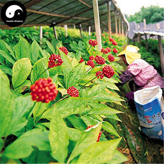 Buy Korean Ginseng Seeds Plant Chinese Tonic Herb Panax Ginseng For Gao Li Shen Seeds