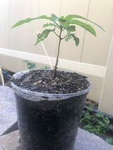 Black Cherry Tree - Live Organic 2-4" Plant in Pot - Rare - Delicious Sour-Sweet image 2