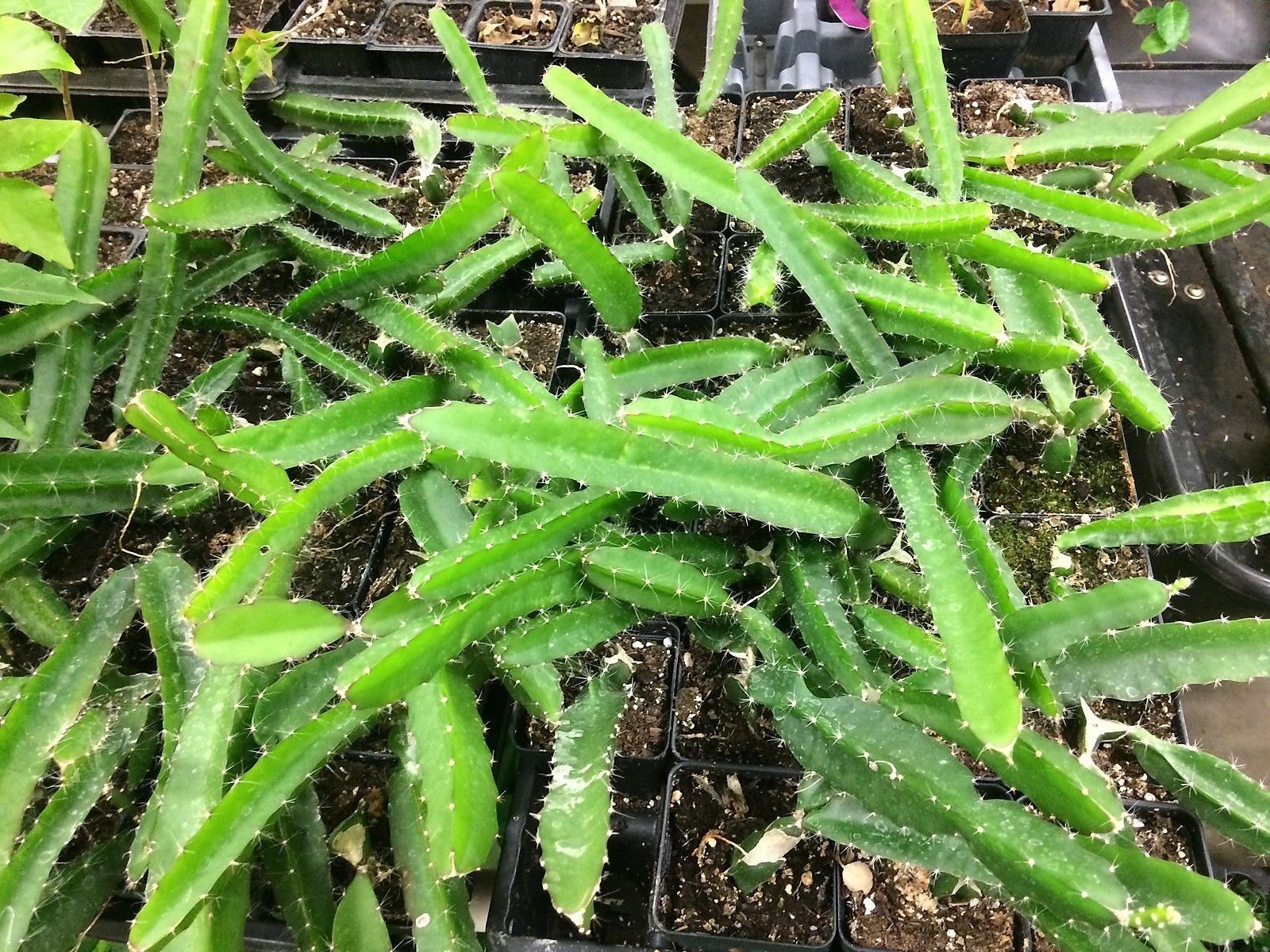 Dragon Fruit �Edgars Baby� Hylocereus undatus Other