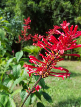 Odontonema strictum FIRE SPIKE RED Rooted Starter Plant Attracts Hummingbirds - $48.99