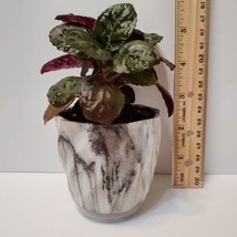 House Plant in Ceramic Planter, Purple Waffle Hemigraphis Alternata Potted Plant image 10
